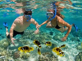 A couple enjoys snorkeling among vibrant coral and colorful fish, capturing the essence of underwater adventures in tropical waters.