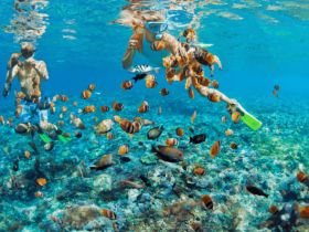 Two snorkelers explore a vibrant underwater scene filled with colorful fish and coral, showcasing the beauty of marine life during an exciting snorkeling adventure.