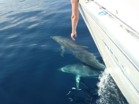 Charter Image