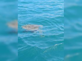 A close-up view of a stingray gliding through clear turquoise waters, showcasing the beauty of marine wildlife in its natural habitat.
