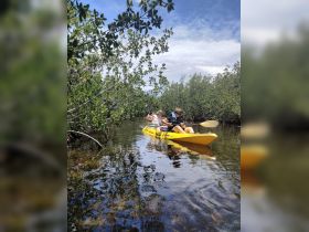 A group enjoys kayaking through a serene mangrove environment, showcasing the beauty of nature and outdoor adventure.
