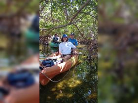 A group enjoys kayaking through a serene mangrove forest, showcasing the beauty of nature and outdoor adventure.