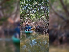 A group of kayakers navigates through a serene mangrove forest, enjoying an adventurous day on the water surrounded by lush greenery.