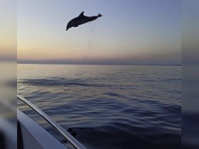 A stunning moment captured as a dolphin leaps gracefully from the water against a beautiful sunset backdrop, showcasing the vibrant marine life in the area.