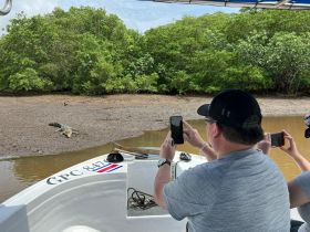Guests capture photos of a crocodile lounging on the riverbank, showcasing a unique wildlife encounter in a mangrove setting.