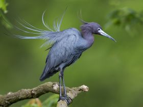 A stunning close-up of a heron perched gracefully on a branch, showcasing its elegant plumage and striking features against a lush green backdrop.