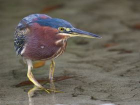 A close-up shot of a heron wading through shallow water, showcasing its vibrant plumage and keen gaze — a beautiful moment in nature.