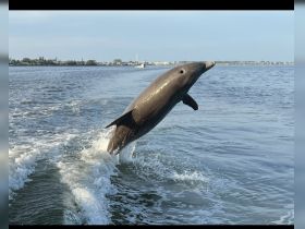 A stunning moment captured as a dolphin leaps gracefully from the water, showcasing the beauty of marine wildlife in its natural habitat.