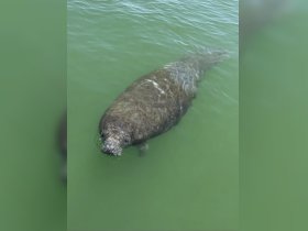 A close-up view of a manatee swimming gracefully in clear waters, showcasing the beauty of marine wildlife in its natural habitat.