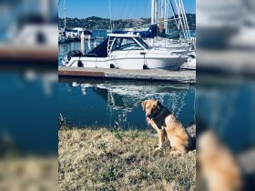 A dog sits by the water near a marina, with boats visible in the background. The scene captures a serene moment at the dock.