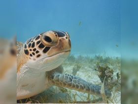 A stunning close-up of a sea turtle gracefully swimming through clear waters, showcasing the beauty of marine wildlife.