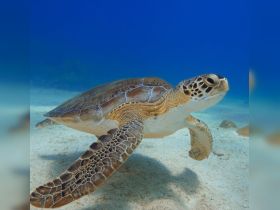 A stunning close-up of a sea turtle gracefully swimming through clear waters, showcasing the beauty of marine wildlife.
