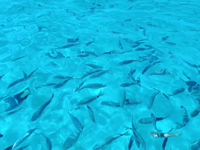 A vibrant underwater scene showcasing a school of fish swimming in crystal-clear turquoise waters, perfect for snorkeling and marine life enthusiasts.