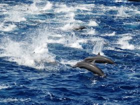 A stunning capture of dolphins jumping through the waves, showcasing the beauty of marine wildlife in their natural habitat.