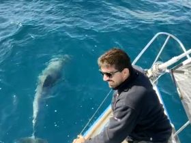 A man enjoys a close encounter with dolphins swimming alongside the boat, showcasing the beauty of marine wildlife in their natural habitat.