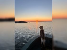 A serene sunset view from a boat with a dog looking out over the water, capturing the beauty of nature and peaceful moments on the water.