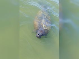 A close-up view of a manatee swimming gracefully in clear waters, showcasing the beauty of marine wildlife.