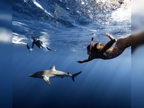 A child snorkels alongside a shark in clear blue waters, showcasing an exhilarating wildlife encounter that highlights the beauty of marine life.