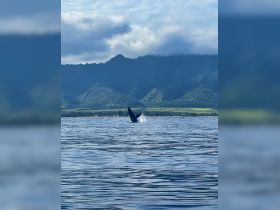 A majestic whale breaches the surface of the water against a stunning mountainous backdrop, showcasing the beauty of marine wildlife in its natural habitat.