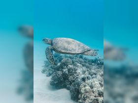 A graceful sea turtle glides over a vibrant coral reef, showcasing the beauty of underwater wildlife — a must-see for marine enthusiasts.