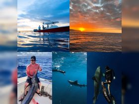A captivating collage showcasing fishing adventures, stunning sunsets, and thrilling encounters with sharks — perfect for ocean enthusiasts and adventure seekers.