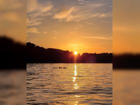 A stunning sunset view featuring dolphins swimming gracefully in the water, creating a picturesque moment perfect for wildlife enthusiasts.