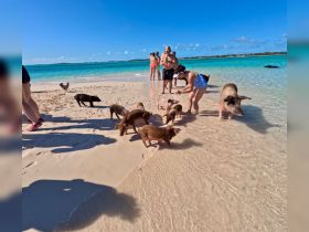Visitors interact with friendly pigs on a beautiful beach, creating a memorable wildlife experience in the Bahamas.