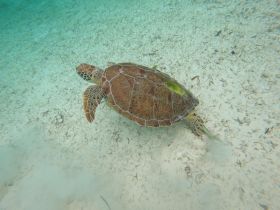 A stunning close-up of a sea turtle gracefully swimming through clear waters, showcasing the beauty of marine wildlife in its natural habitat.