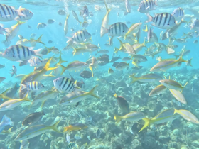 A vibrant underwater scene teeming with various fish species, showcasing the rich marine life in crystal-clear waters — perfect for snorkeling enthusiasts.