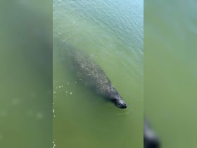 A serene close-up of a manatee swimming gracefully in clear waters, showcasing the beauty of marine wildlife encounters.
