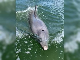 A close-up shot of a dolphin swimming gracefully through the water, showcasing the beauty of marine wildlife in its natural habitat.