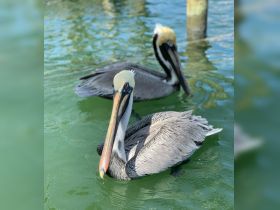 Two pelicans swim gracefully in clear green waters, showcasing their distinctive features and natural beauty — a perfect moment for wildlife enthusiasts.