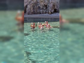 A lively group celebrates in the crystal-clear waters, raising glasses of champagne in a fun beachside gathering — perfect for memorable summer outings.
