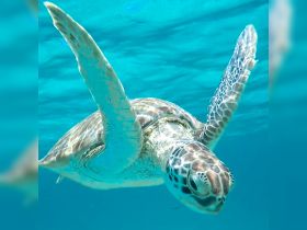 A stunning close-up of a sea turtle gracefully swimming through crystal-clear waters, showcasing the beauty of marine wildlife.