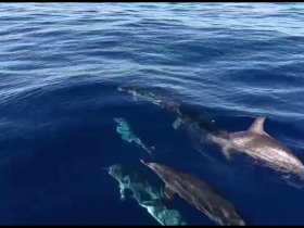 A captivating view of dolphins swimming gracefully in the deep blue ocean, showcasing the beauty of marine wildlife.