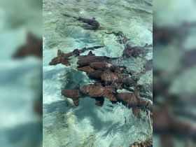 A captivating underwater scene featuring a group of sharks swimming in crystal-clear waters, showcasing the beauty of marine wildlife.