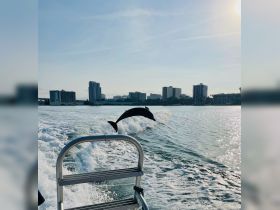 A dolphin leaps gracefully from the water, showcasing its playful nature against a backdrop of city skyline — a captivating moment for wildlife enthusiasts.