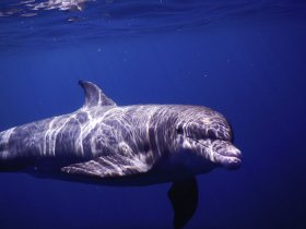 A stunning close-up of a dolphin swimming gracefully in deep blue waters, showcasing the beauty of marine wildlife.