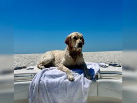 A golden retriever relaxes on a boat, enjoying the sun and beach vibes — a perfect companion for a day on the water.