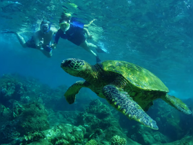 Snorkelers interact with a majestic sea turtle in vibrant underwater scenery, showcasing the beauty of marine wildlife encounters.