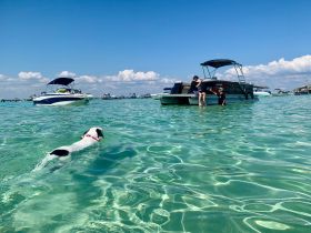 A playful dog swims in clear waters while two people enjoy their time on a boat nearby, capturing the essence of a fun day on the water.