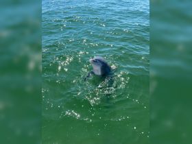 A playful dolphin surfaces in sparkling green waters, showcasing the beauty of marine wildlife encounters.