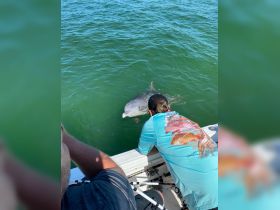 A dolphin interacts closely with a person on a boat, showcasing a memorable wildlife encounter in the water.