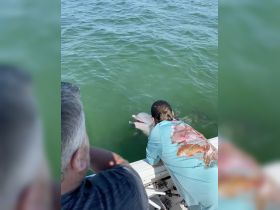 A person interacts with a dolphin while on a boat, showcasing a memorable wildlife encounter in the water.