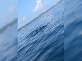 A dolphin gracefully swims through the clear blue waters, showcasing the beauty of marine wildlife in its natural habitat.
