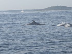 A stunning capture of dolphins swimming in calm waters, showcasing the beauty of marine wildlife in their natural habitat.
