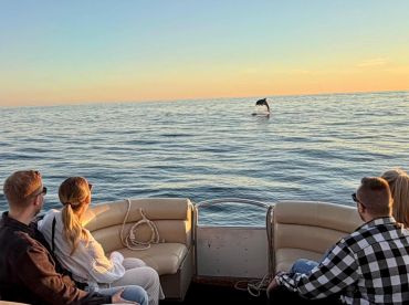 Private Boat Trips Poreč – Dolphin Watching