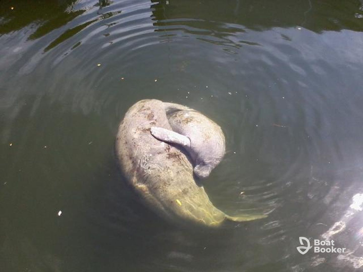 Captain Sterling's Everglade Tours