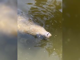 A serene close-up of a manatee swimming in calm waters, showcasing the gentle nature of this beloved marine mammal.