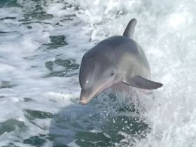 A playful dolphin leaps through the waves, showcasing the beauty of marine wildlife in its natural habitat.